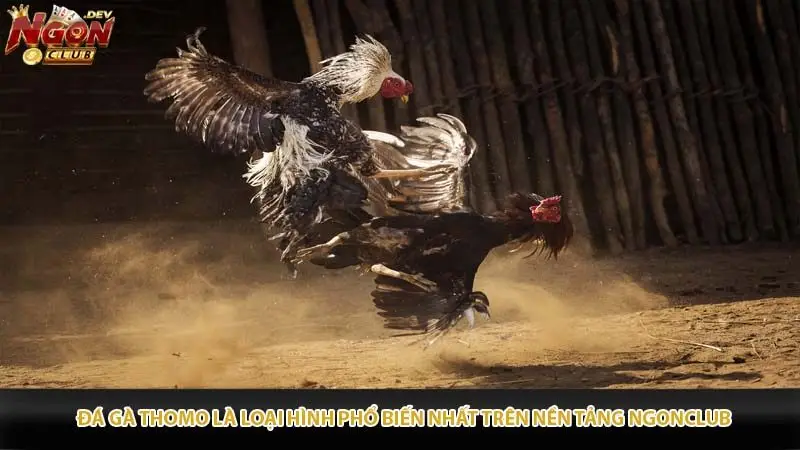 Đá gà Thomo là loại hình phổ biến nhất trên nền tảng Ngonclub.